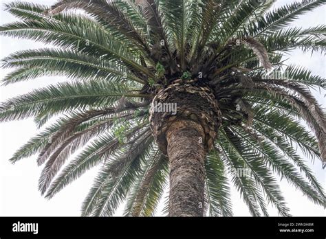 Canary Island Date Palm Phoenix Canariensis Lanzarote Canary