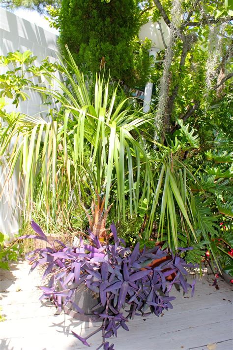 Tropical Gardening In New York City Ribbon Palm Livistona Decipiens