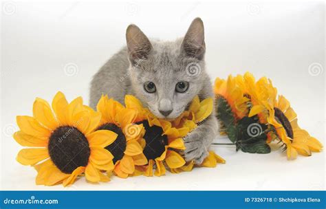 Kitten With Sunflowers Royalty Free Stock Photos - Image: 7326718