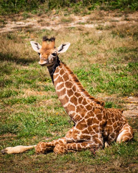 Giraffe Food Chain Stock Photos, Pictures & Royalty-Free Images - iStock