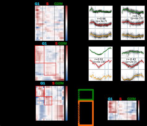 Transcription Factor Dynamics Driving Expression During The Cell Cycle