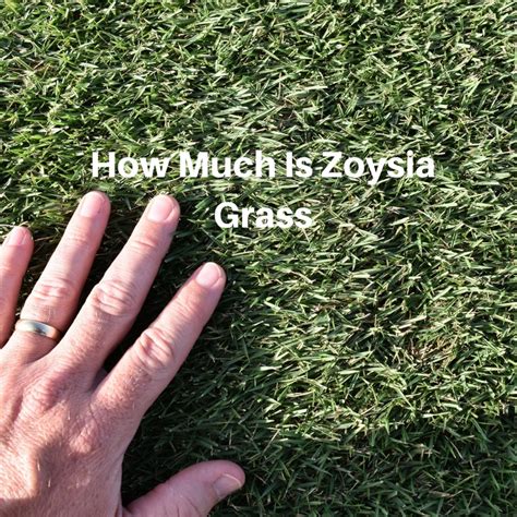 How Much Is Zoysia Grass At Houston Grass Pearland Sugar Land