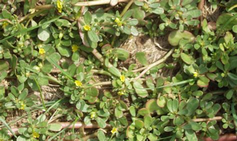 Common Garden Weeds Identification