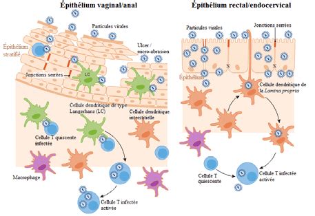 Voies De Transmission Du Vih Au Niveau Des Muqueuses Sexuelles