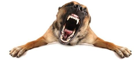 Are Belgian Malinois Aggressive? | Malinois Temperament