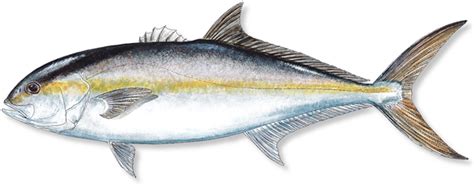 Amberjack Fishing Charters In Tampa Bay