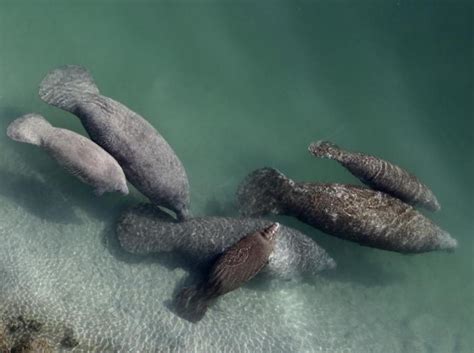 Muertes De Manatíes En Florida Aumentan A Medida Que El Agua