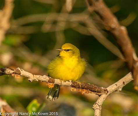 Photographing Blue Winged Warblers Welcome To