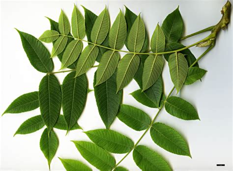 Juglans Cinerea Trees And Shrubs Online