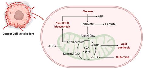 Dasgupta Lab Research Discovering Metabolic Dysregulation In Cancer