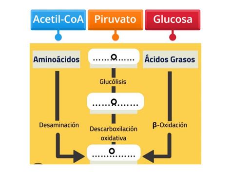 Orden De La Oxidacion De Piruvato Labelled Diagram