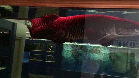 Arapaima Fish Aquarium