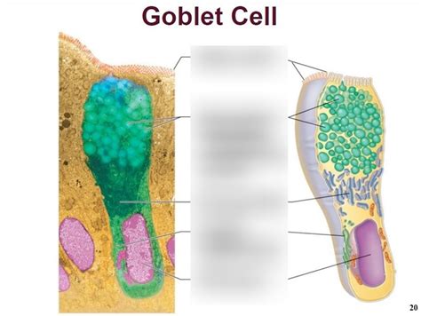 Chapter 4 Review Tissues Goblet Cell Ament Msu Diagram Quizlet