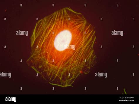 Le Cytosquelette Des Cellules L Immunofluorescence La Lumi Re