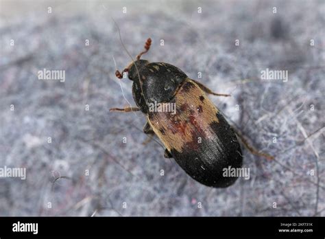 Dermestes Lardarius Commonly Known As The Larder Beetle From The
