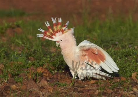 Buy Major Mitchell's Cockatoo Image Online - Print & Canvas Photos ...