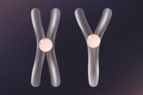 80 Chromosome Xy Stock Illustrations Royalty Free Vector Graphics And Clip Art Istock