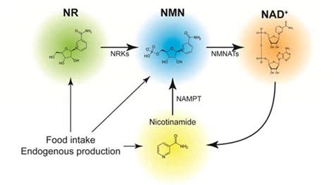 Nmn Vs Nr Which Is Best To Boost Your Nad Levels Life Extension