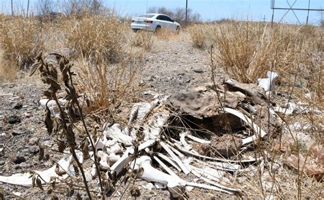 Reses han muerto en Salvador Alvarado y Mocorito por sequía