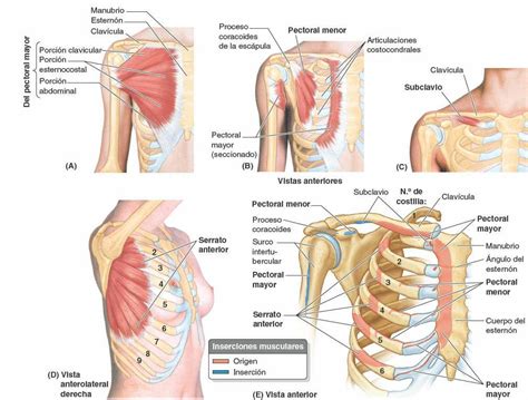 pasatiempo Vacante Plisado anatomia de los pectorales Rectángulo Libro