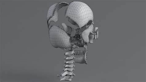 3D model human skull anatomy - TurboSquid 1562044