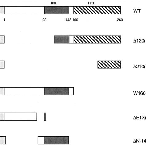 Hnf Interacts With The Receptor Interaction Domain Of Shp A