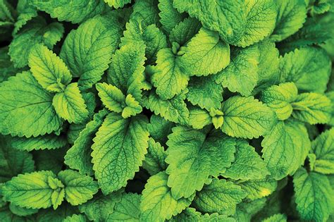 Mint: A Versatile Herb With A Storied Background - The Bend Magazine