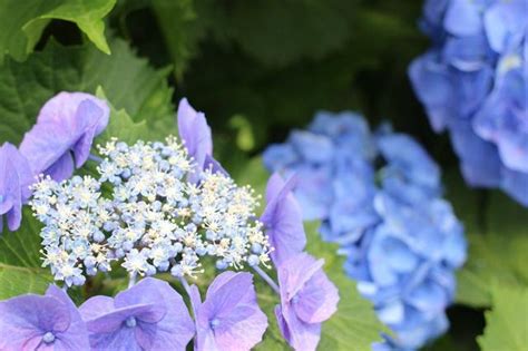 日本超美打卡熱點紫陽花手水舍，快去捕捉這夏季限定的夢幻美景！ 每日頭條