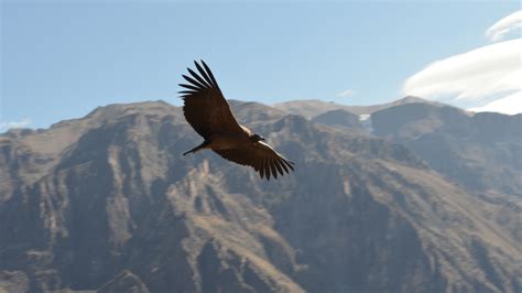 En Cartagena Nació Un Polluelo De Cóndor Andino Una Especie En Peligro