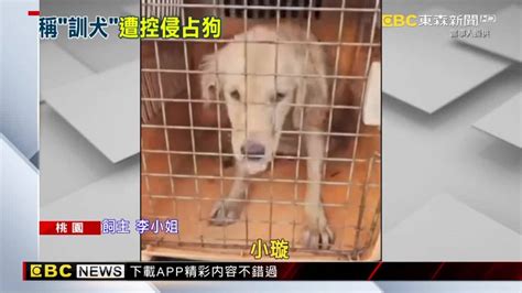 送犬訓練走丟！？飼主怒報警 訓犬師改口：在頂樓 Ebc 東森新聞影音 Line Today