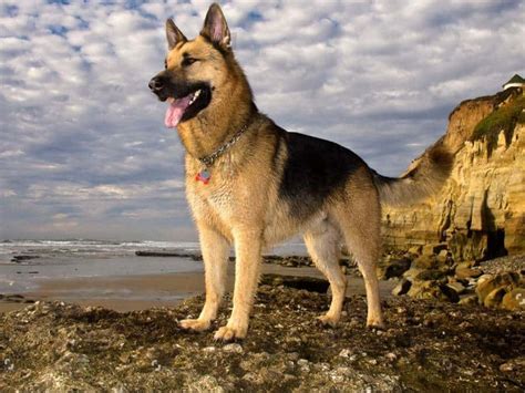 German Shepherd Age In Human Years Calculator Chart