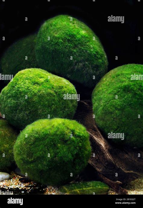 Moss bolas Aegagropila Cladophora aegagropila linnaei Fotografía de