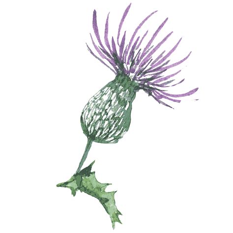 Thistles Art Doodle Art Flowers Thistle Tattoo