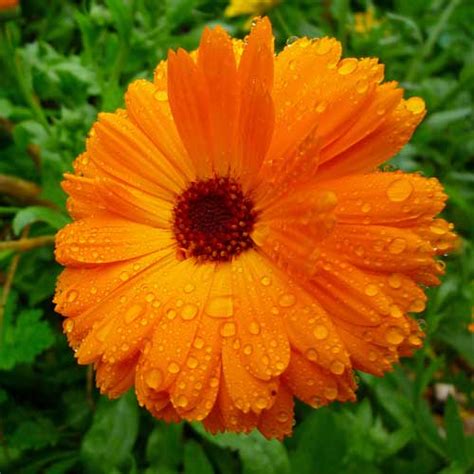 Surprising Health Benefits Of Calendula Yabibo