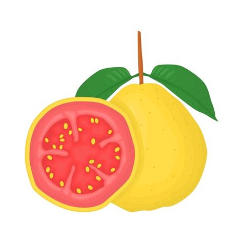 Premium Vector Illustration Of Guava