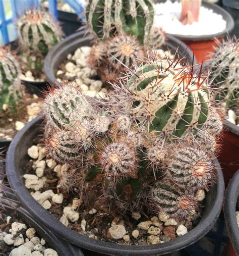 Echinopsis Haku Jo 12 Il Fiore Tra Le Spine