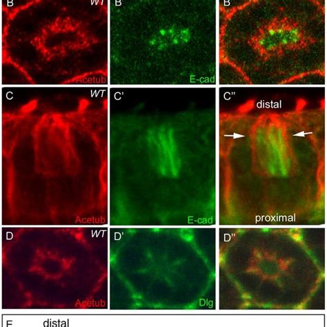 Acetylated Microtubules In Drosophila Pupal Photoreceptors