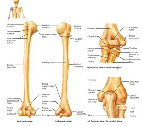 The Appendicular Skeleton Flashcards Quizlet