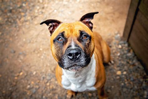 Adoption de Horus Indéfinie chien boxer région Nouvelle Aquitaine