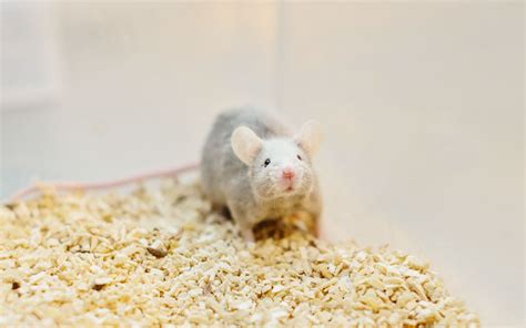 Pet Mice Health Problems Diseases And Parasites Vivo Pets