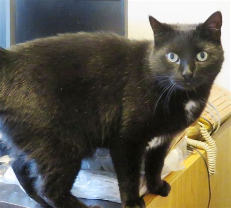 Cat For Adoption Zander A Domestic Short Hair In Scarborough On