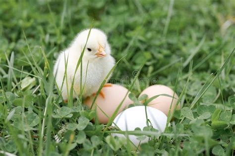 Yellow Chick On Green Grass Picture Image 1952523