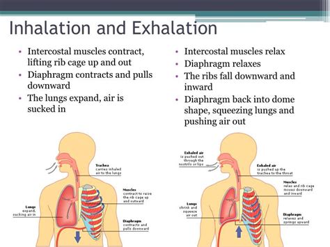 Inhalation Exhalation Diagram