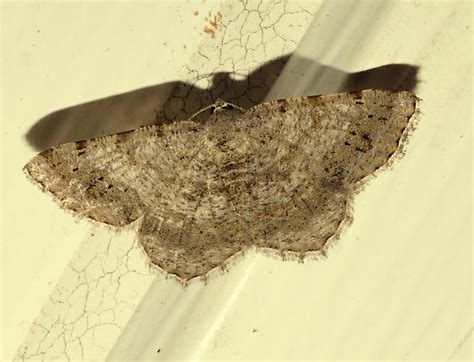 Faint Spotted Angle Moth Digrammia Ocellinata Digrammia Ocellinata