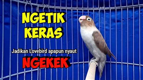 Suara Burung Lovebird Ngekek Panjang Ini Cocok Naikkan Emosi Jadikan