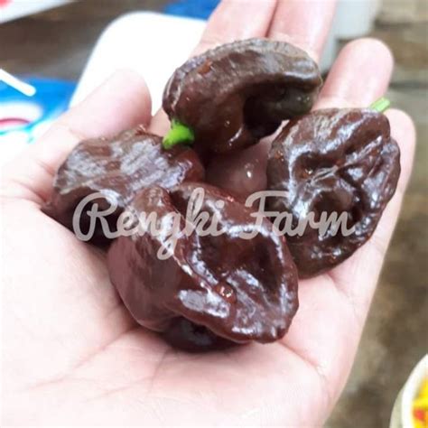 Jual Buah Cabai Pot Dauglah Buahnya Shopee Indonesia