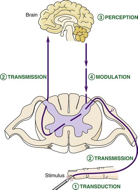 Pain Basicmedical Key