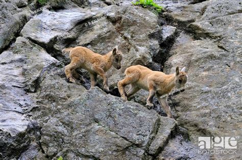 alpine ibex Capra ibex, two juveniles climbing in a rock wall, Alps, Stock Photo, Picture And ...