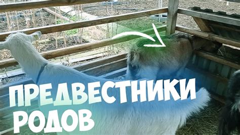 ПРЕДВЕСТНИКИ РОДОВ У КОЗ - YouTube