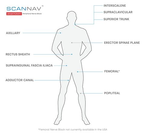 Scannav Anatomy Peripheral Nerve Block Pnb Intelligent Ultrasound